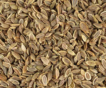 Dill Seeds