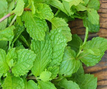 Mint Leaves