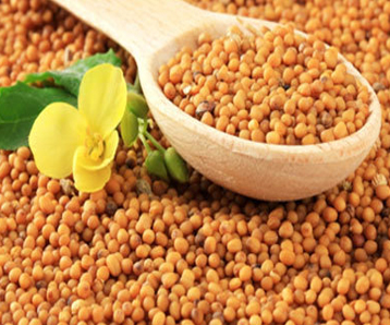 Mustard Seeds