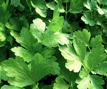 Parsley Leaves